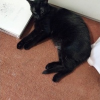 Bombay, Kedi  LEYLA fotoğrafı