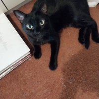 Bombay, Kedi  LEYLA fotoğrafı