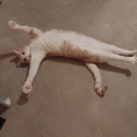 Sarman, Kedi  MAVİ fotoğrafı