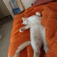 Sarman, Kedi  MAVİ fotoğrafı