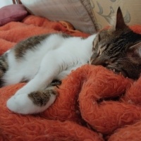 Tekir Kedi, Kedi  KARAMEL fotoğrafı