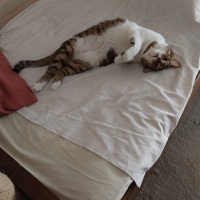 Tekir Kedi, Kedi  KARAMEL fotoğrafı