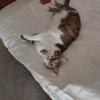 Tekir Kedi, Kedi  KARAMEL fotoğrafı