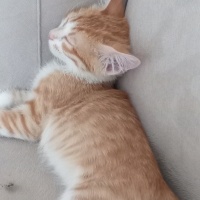 Tekir Kedi, Kedi  Tarçın fotoğrafı
