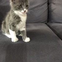 Scottish Fold, Kedi  Luna fotoğrafı