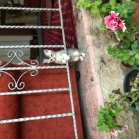 British Shorthair, Kedi  cesur fotoğrafı