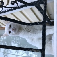 British Shorthair, Kedi  cesur fotoğrafı