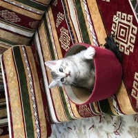 British Shorthair, Kedi  cesur fotoğrafı