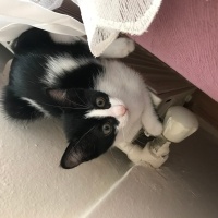 Tekir Kedi, Kedi  Şila fotoğrafı