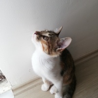 Tekir Kedi, Kedi  Şans fotoğrafı