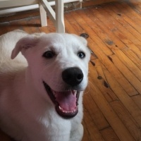 Sibirya Kurdu (Husky), Köpek  Tina fotoğrafı