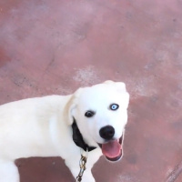Sibirya Kurdu (Husky), Köpek  Tina fotoğrafı