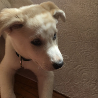 Sibirya Kurdu (Husky), Köpek  Tina fotoğrafı