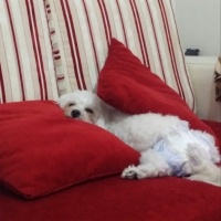 Bichon Frise, Köpek  Cindy fotoğrafı