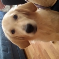 Golden Retriever, Köpek  Ross fotoğrafı
