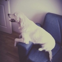 Golden Retriever, Köpek  Ross fotoğrafı