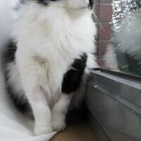 Tuxedo (Smokin) Kedi, Kedi  PÜSKÜL fotoğrafı