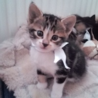 Tekir Kedi, Kedi  Junior fotoğrafı