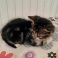 Tekir Kedi, Kedi  Junior fotoğrafı