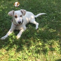 Jack Russell Terrier, Köpek  Şaka fotoğrafı