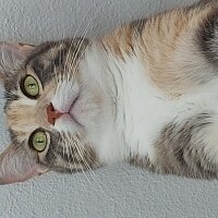 Tekir Kedi, Kedi  Tarçın fotoğrafı