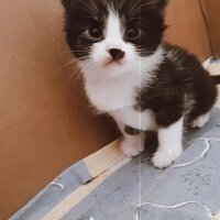 Tuxedo (Smokin) Kedi, Kedi  Hena fotoğrafı