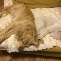Amerikan Cocker Spaniel, Köpek  Doro fotoğrafı