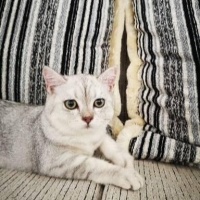 Scottish Fold, Kedi  Odin fotoğrafı