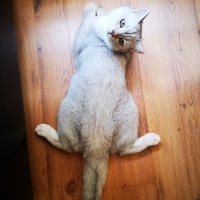 Scottish Fold, Kedi  Odin fotoğrafı