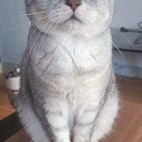 Scottish Fold, Kedi  Odin fotoğrafı