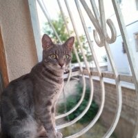 Scottish Fold, Kedi  Ponçik Su fotoğrafı