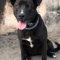 Amerikan Staffordshire Terrier, Köpek  Lucy fotoğrafı