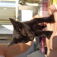 Bombay, Kedi  Zeytin fotoğrafı