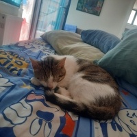 Tekir Kedi, Kedi  Boncuk fotoğrafı