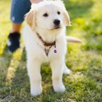 Golden Retriever, Köpek  Mia fotoğrafı