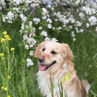 Golden Retriever, Köpek  Mia fotoğrafı