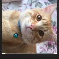 Sarman, Kedi  Molly fotoğrafı