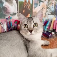 British Shorthair, Kedi  Lisa fotoğrafı