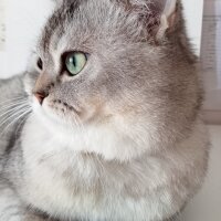 British Shorthair, Kedi  Lisa fotoğrafı