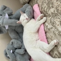 Ankara Kedisi, Kedi  Deniz fotoğrafı