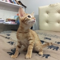 Tekir Kedi, Kedi  Şans fotoğrafı