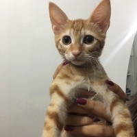 Tekir Kedi, Kedi  Şans fotoğrafı