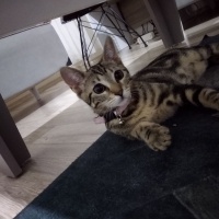 Tekir Kedi, Kedi  Mışıl fotoğrafı