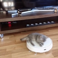 Scottish Fold, Kedi  Leo fotoğrafı