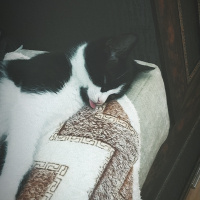 Tuxedo (Smokin) Kedi, Kedi  Gölge fotoğrafı