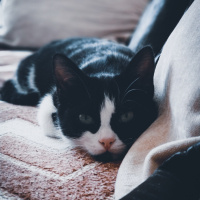 Tuxedo (Smokin) Kedi, Kedi  Gölge fotoğrafı