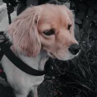Golden Retriever, Köpek  Gümüş fotoğrafı