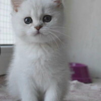 British Shorthair, Kedi  Çiko fotoğrafı