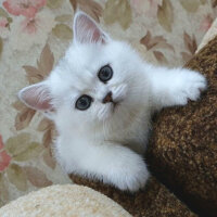 British Shorthair, Kedi  Çiko fotoğrafı