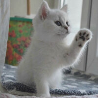 British Shorthair, Kedi  Çiko fotoğrafı